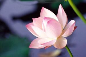 三岔河十里荷花